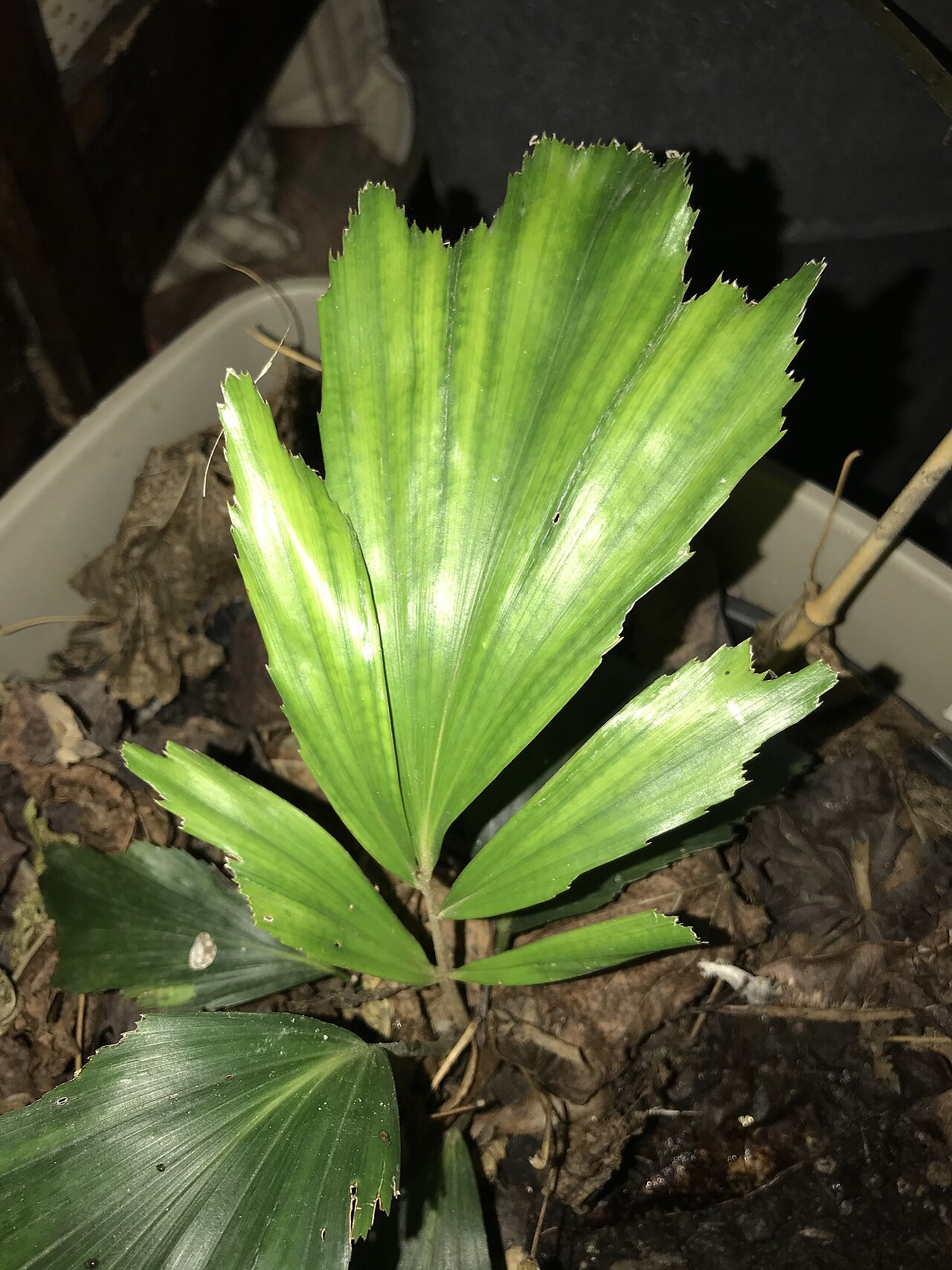 Dwarf sugar palm: 2-year-old seedling of an Arenga engleri at Beauvoisin(30) France