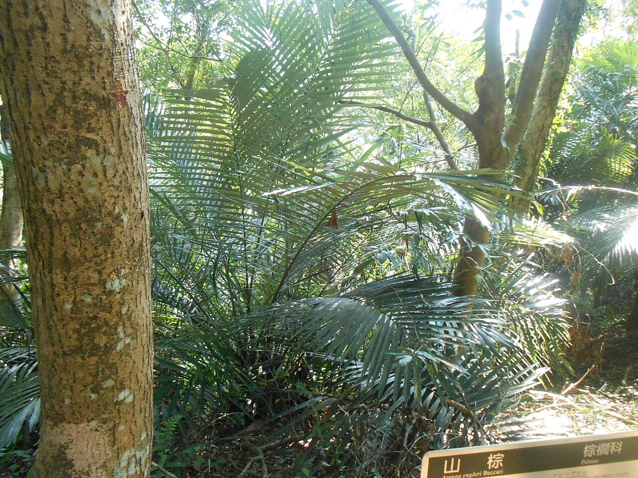 Dwarf sugar palm: 在台灣新北市三峽區拍攝的山棕