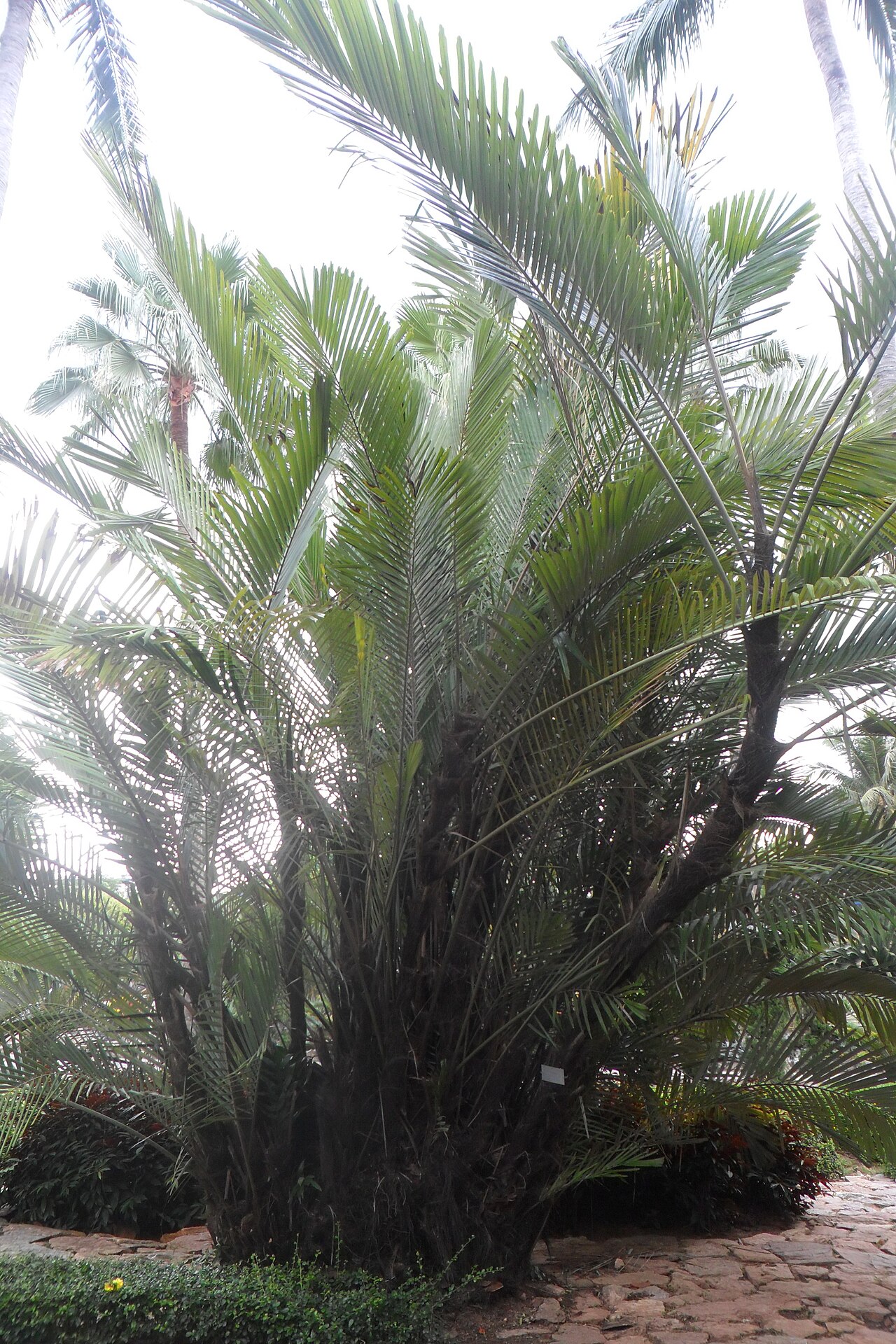 Dwarf sugar palm: Arenga engleri. Nong Nooch Tropical Garden.