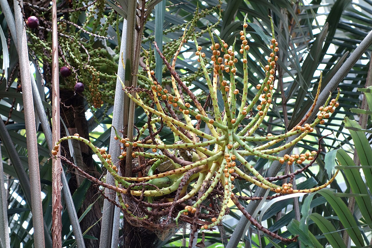 Dwarf sugar palm: Botanical specimen in Krohn Conservatory, Eden Park, Cincinnati, Ohio, USA.