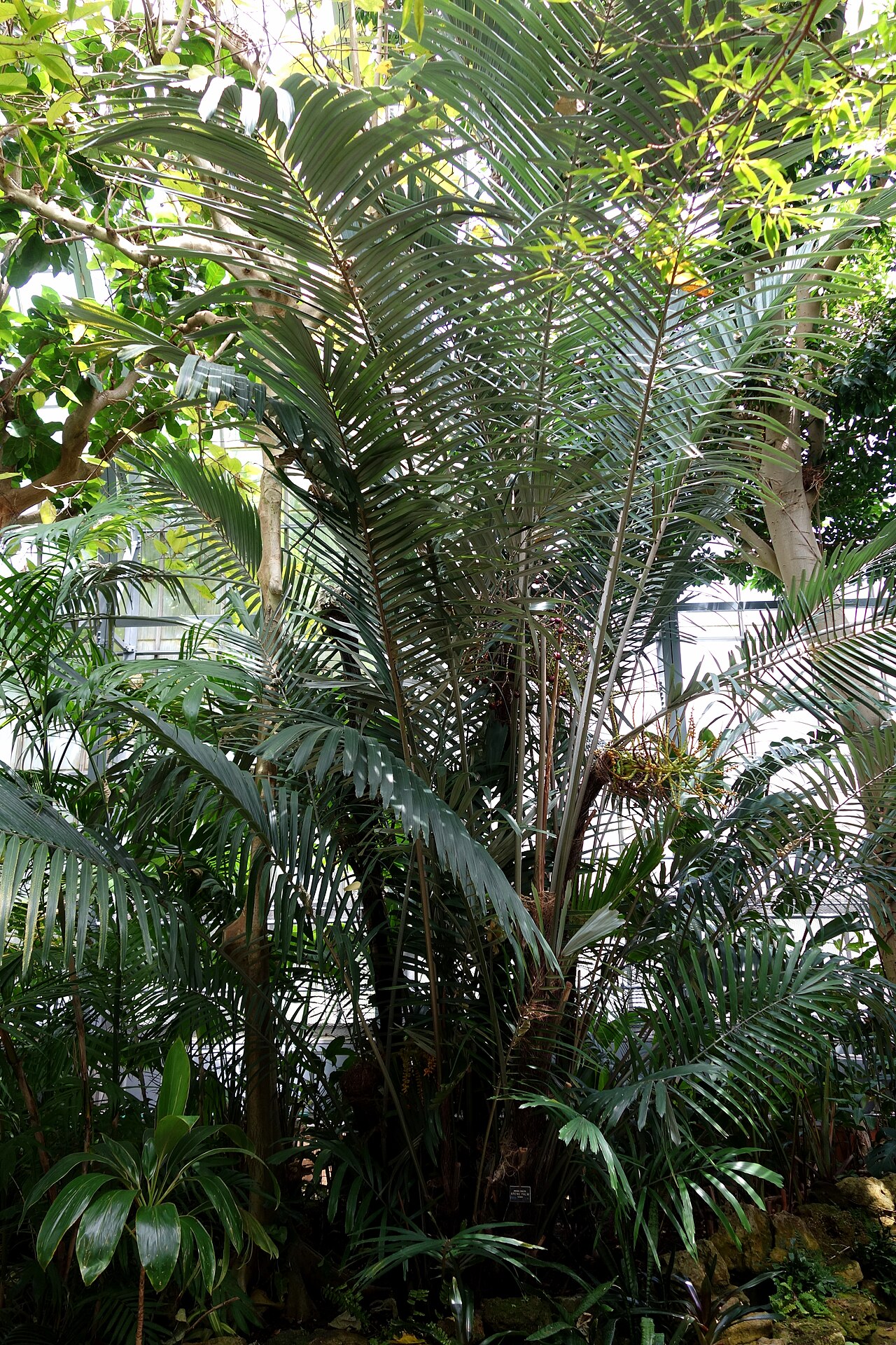 Dwarf sugar palm: Botanical specimen in Krohn Conservatory, Eden Park, Cincinnati, Ohio, USA.