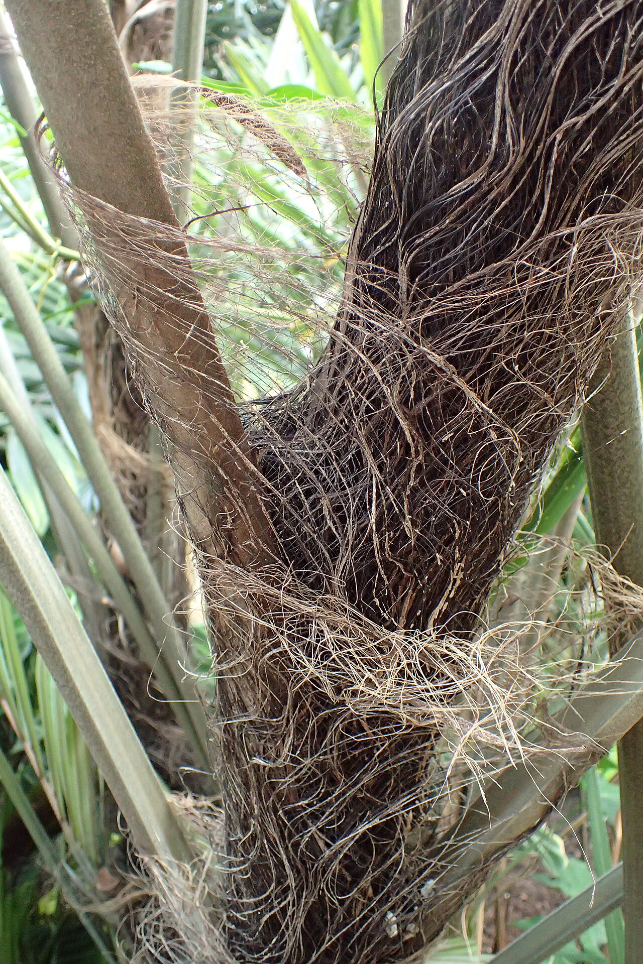 Dwarf sugar palm: Arenga engleri in Lincoln Park Conservatory