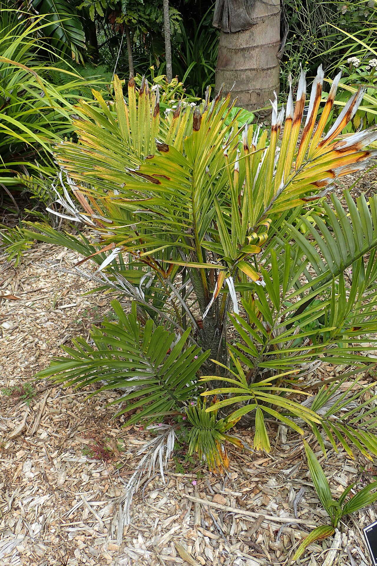 Dwarf sugar palm: Arenga engleri in Auckland Botanic Gardens