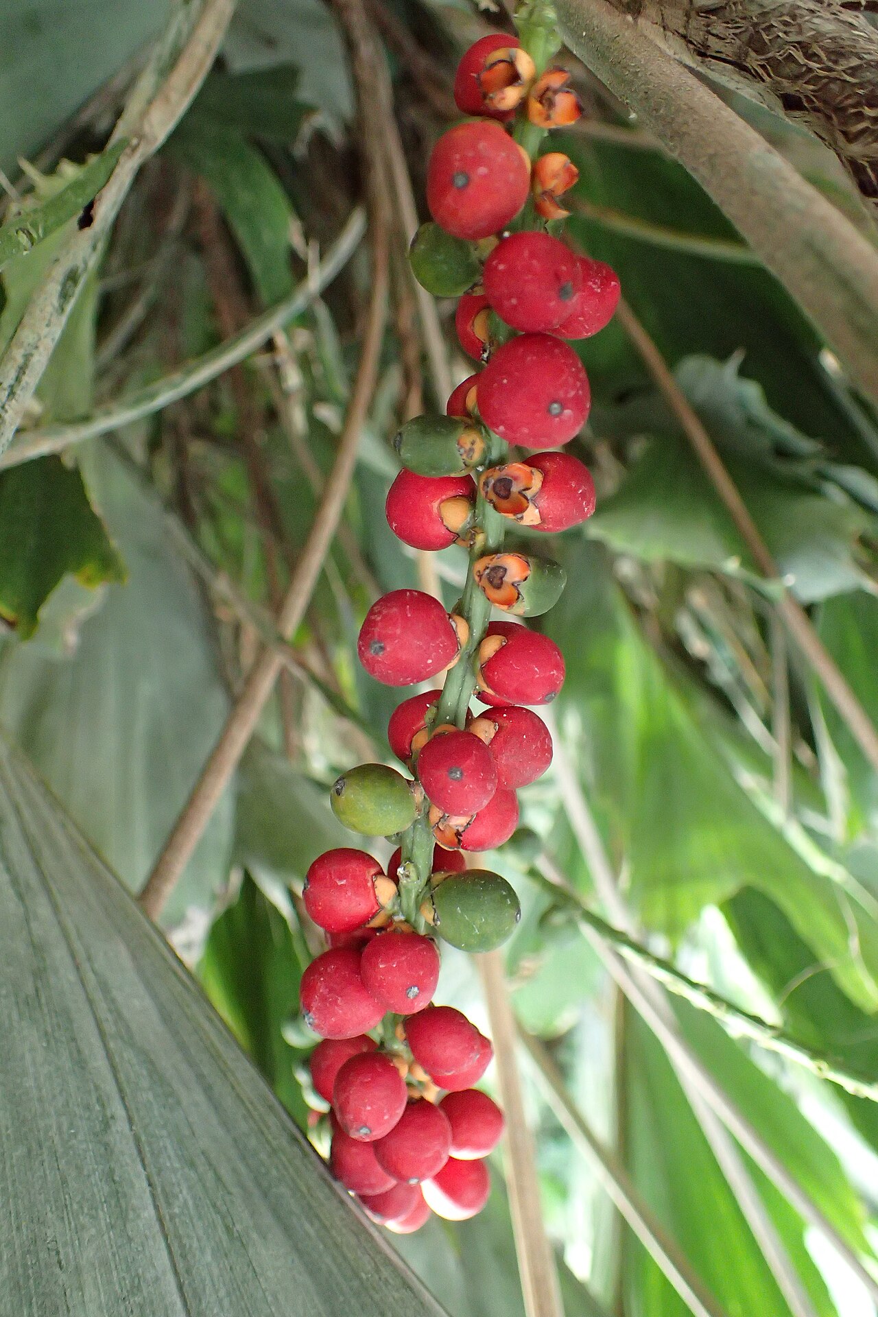 Arenga hookeriana: Arenga hookeriana in Lincoln Park Conservatory