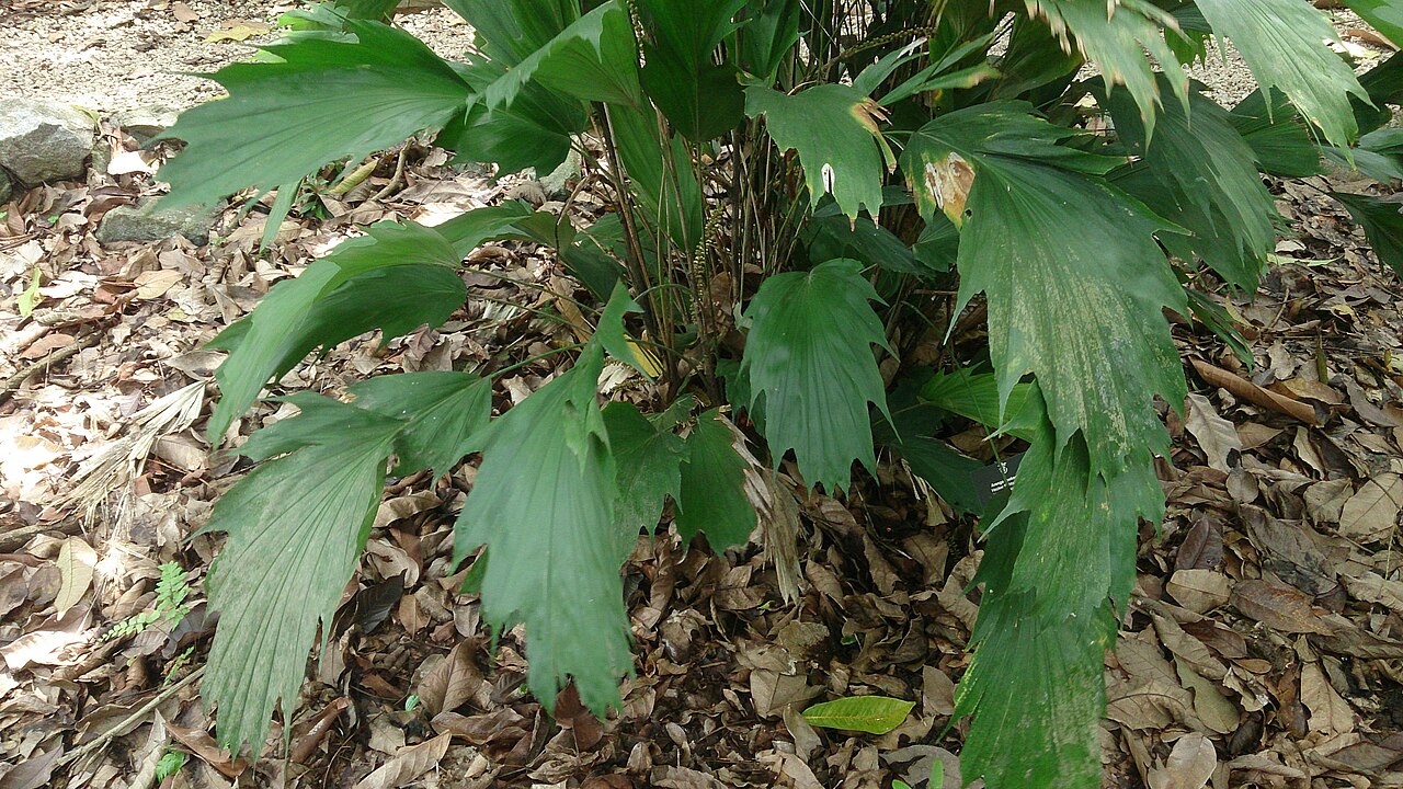 Arenga hookeriana: Arenga hookeriana. Common names: Hooker's Sugar Palm. Hooker's Fishtail Palm.