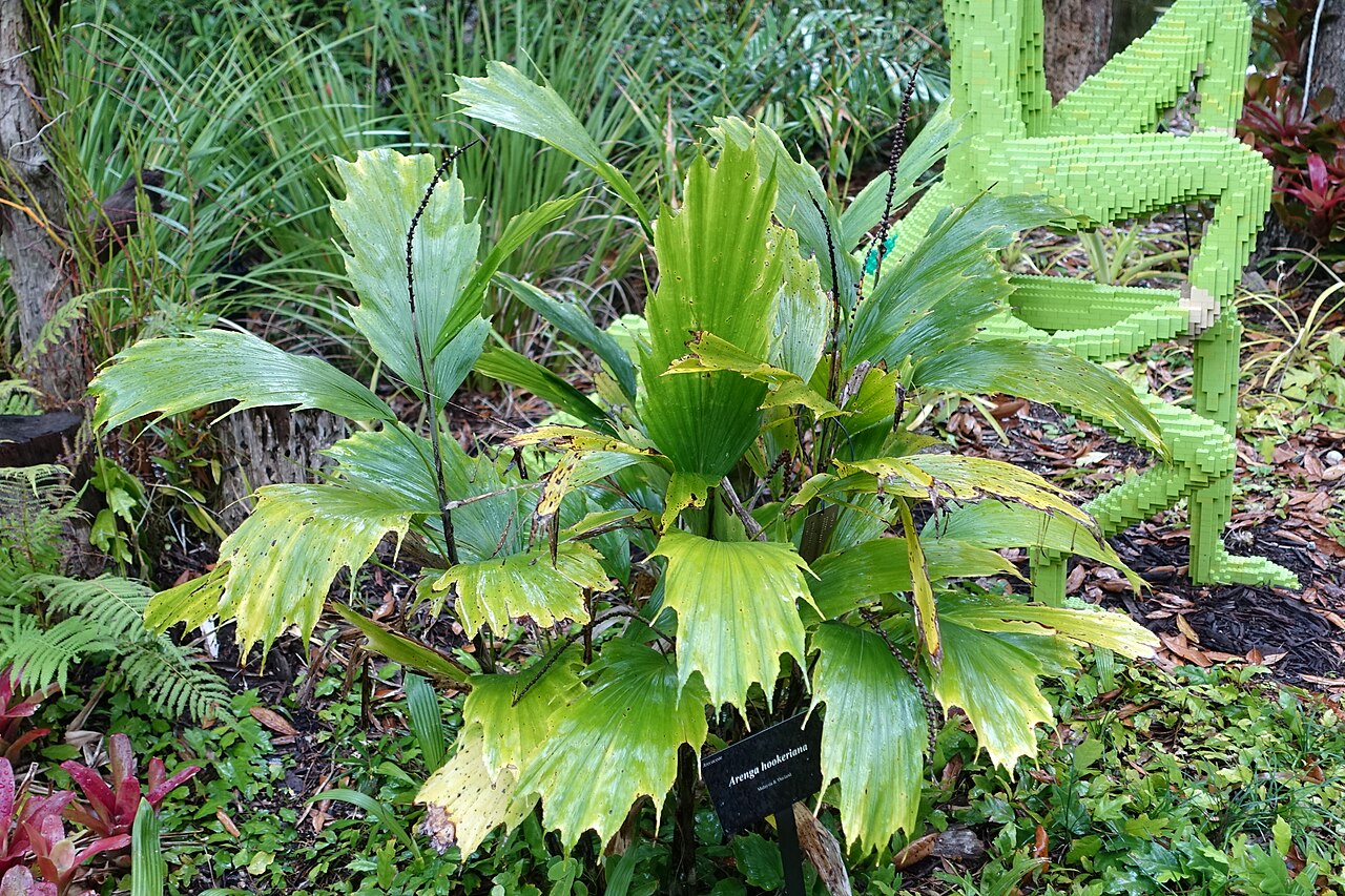 Arenga hookeriana: Botanical specimen in McKee Botanical Garden - Vero Beach, Florida, USA.