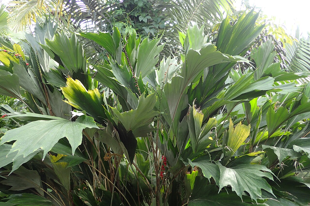 Arenga hookeriana: Arenga hookeriana in Lincoln Park Conservatory