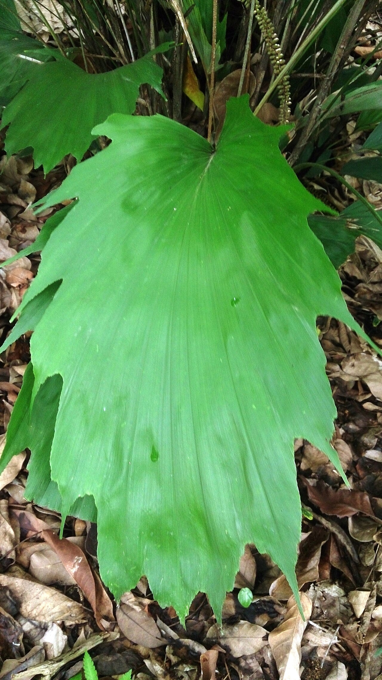 Arenga hookeriana: Arenga hookeriana. Common names: Hooker's Sugar Palm. Hooker's Fishtail Palm.