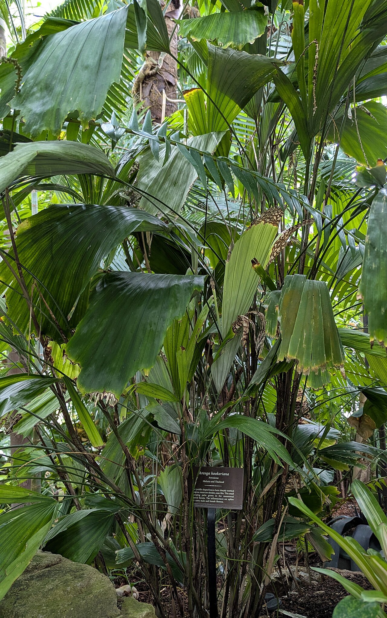 Arenga hookeriana: Arenga hookeriana - Conservatory of Flowers - San Francisco, California, USA.
