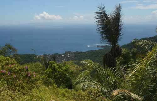Sugar palm (Arenga pinnata)