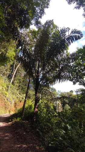 Sugar palm (Arenga pinnata)