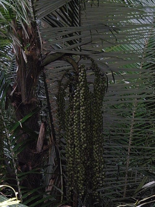 Sugar palm: Sugar Palm ( Arenga pinnata ) in India