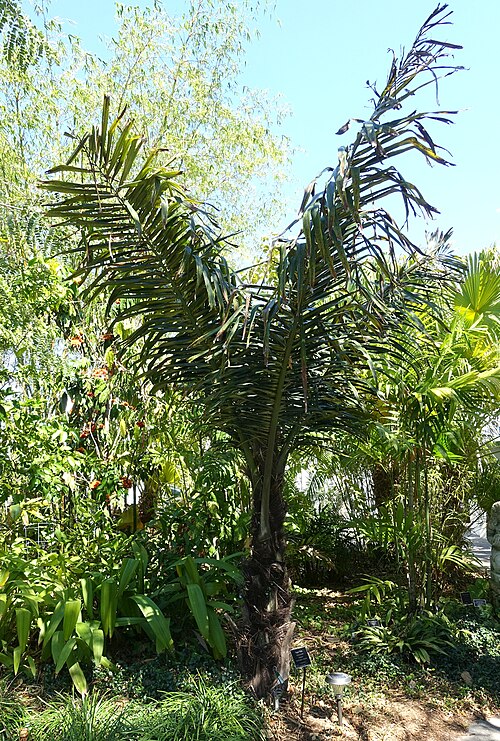 Sugar palm: Botanical specimen in the Naples Botanical Garden - Naples, Florida, USA.