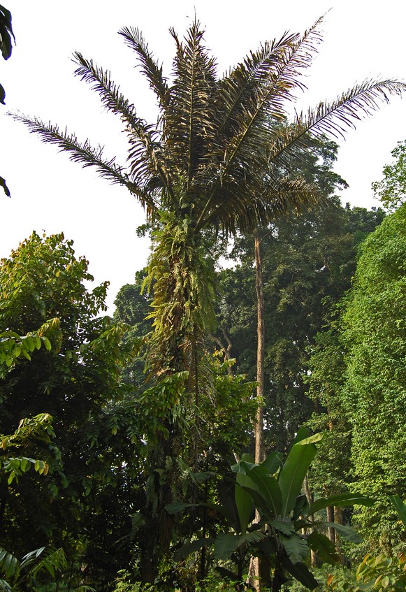 Sugar palm: Arenga pinnata tree. From Bogor , West Java , Indonesia