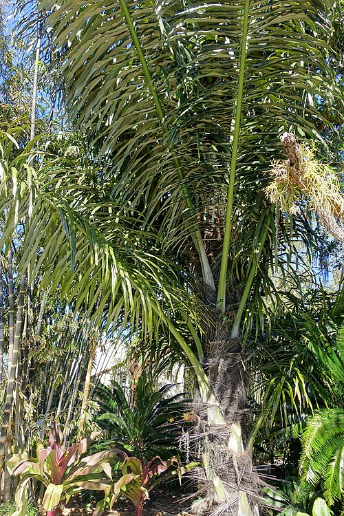 Sugar palm: Botanical specimen in the Marie Selby Botanical Gardens - Sarasota, Florida, USA.