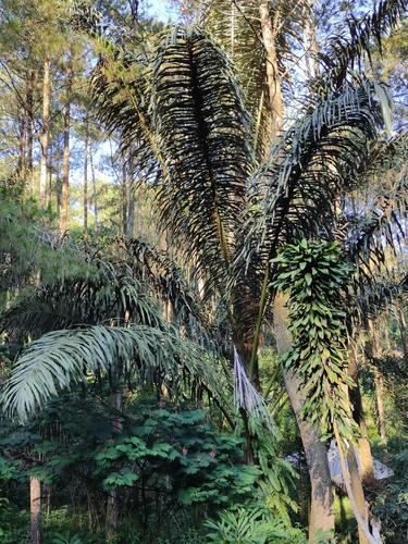 Sugar palm (Arenga pinnata)