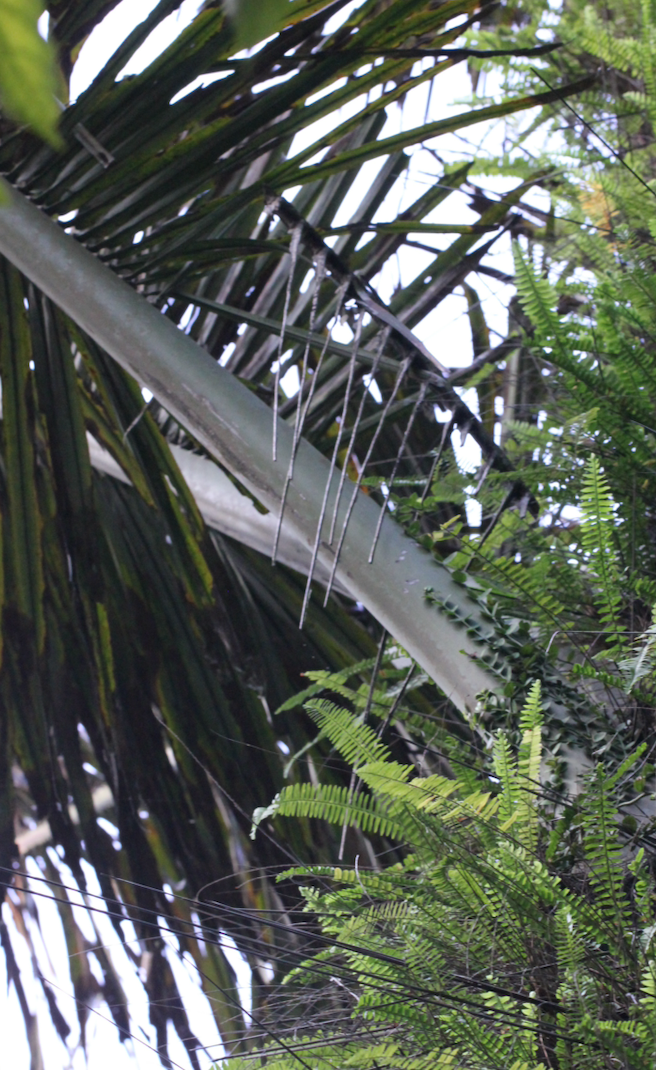 Sugar palm: Sugar Palm ( Arenga pinnata ) in Hong Kong