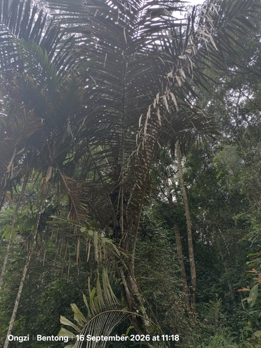 Sugar palm (Arenga pinnata)