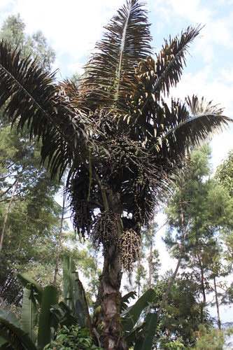 Sugar palm (Arenga pinnata)