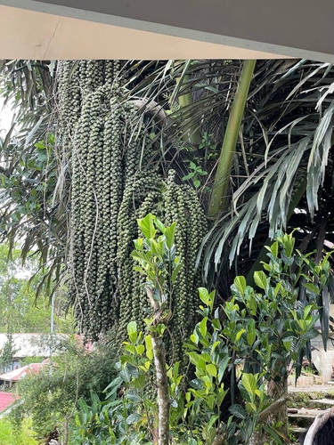 Sugar palm (Arenga pinnata)