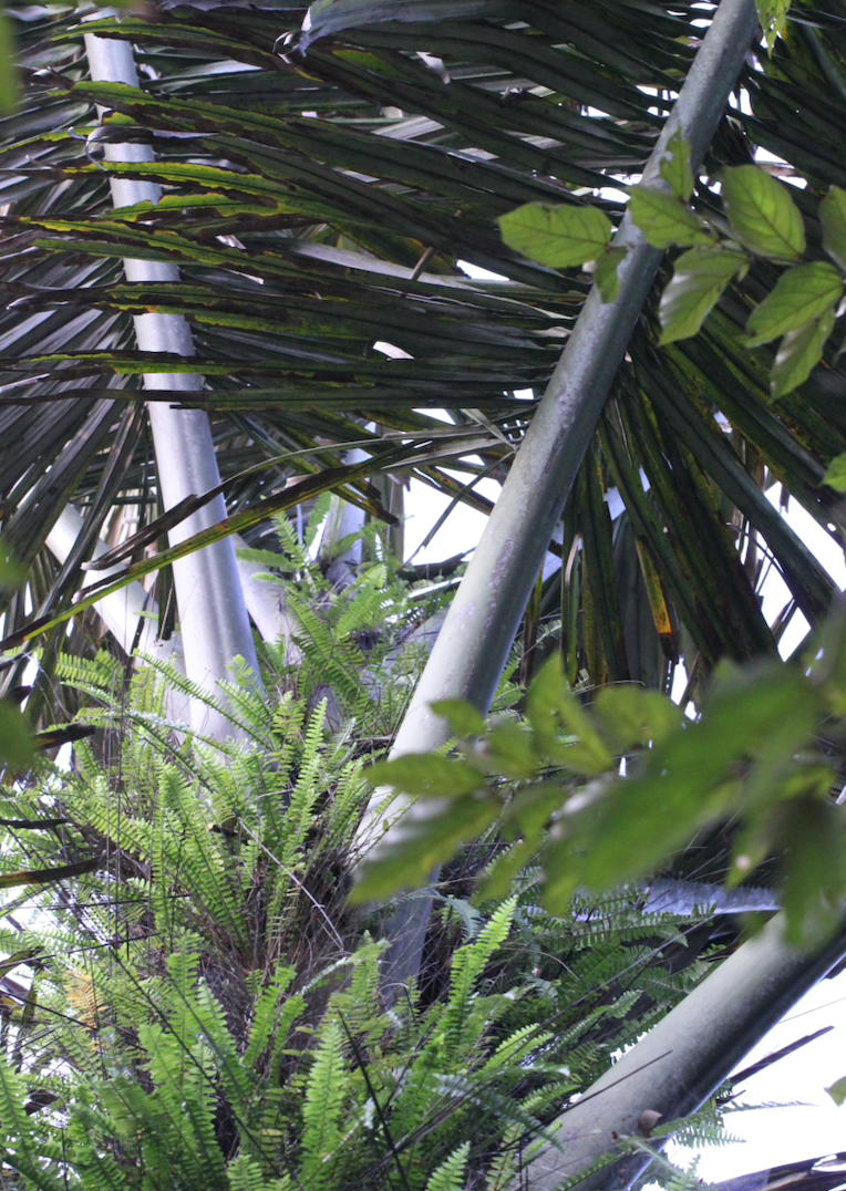 Sugar palm: Sugar Palm ( Arenga pinnata ) in Hong Kong