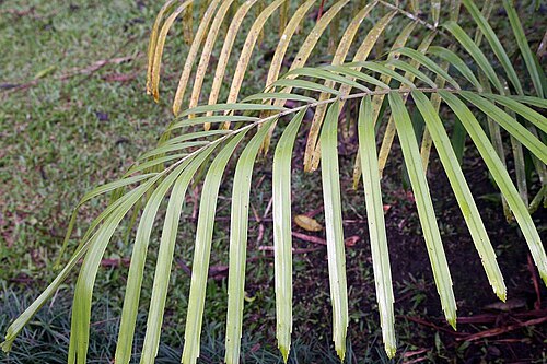 Philippine dwarf sugar palm: Location taken: Wilson Botanical Garden, Las Cruces Biological Station, Costa Rica. Names: Arenga tremula (Blanco) Becc., Fei Lü Bin Guang Lang, Philippine Dwar