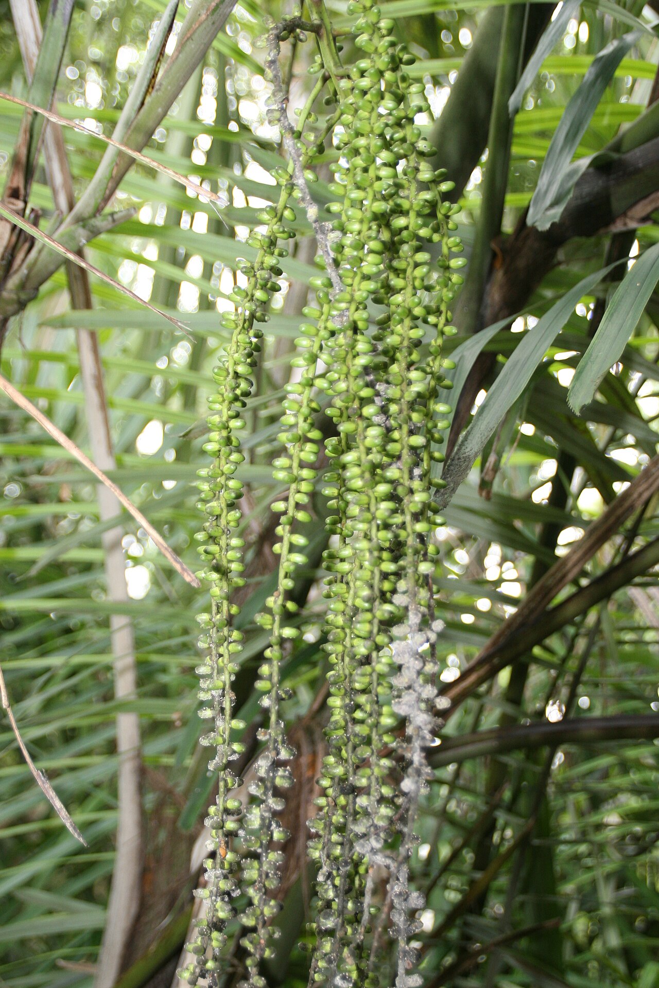 Philippine dwarf sugar palm: Location taken: Fairchild Tropical Botanic Garden, Miami, FL USA. Names: Arenga tremula (Blanco) Becc., Fei Lü Bin Guang Lang, Philippine Dwarf Sugar Palm, Phil