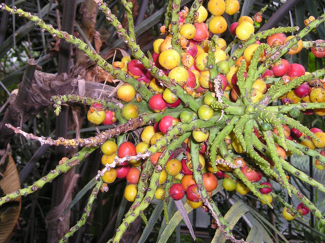 Philippine dwarf sugar palm: Infrutescence d'Arenga tremula. Photographie prise dans les serres du jardin botanique de Lyon, en juin 2006.