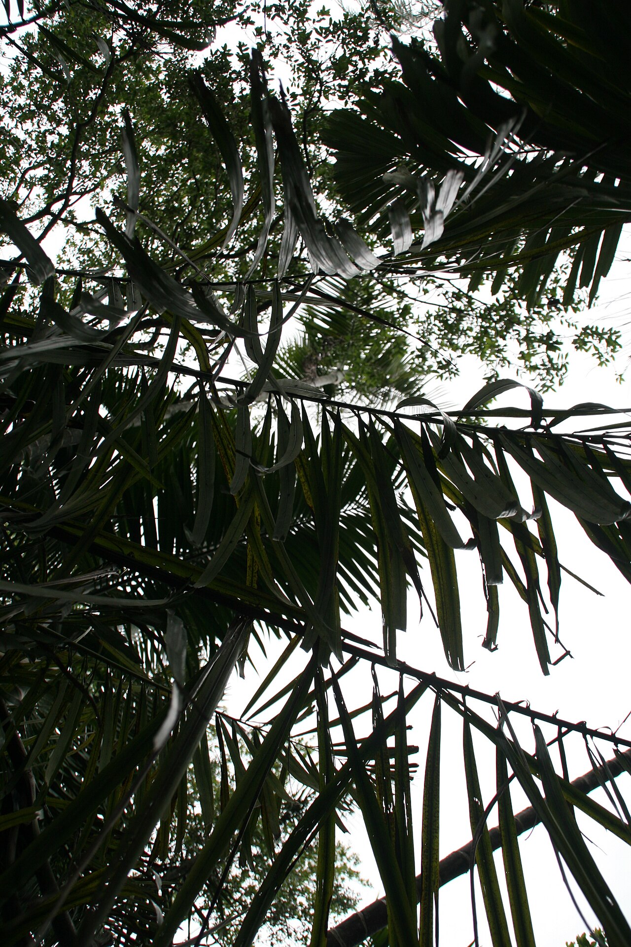Philippine dwarf sugar palm: Location taken: Fairchild Tropical Botanic Garden, Miami, FL USA. Names: Arenga tremula (Blanco) Becc., Fei Lü Bin Guang Lang, Philippine Dwarf Sugar Palm, Phil