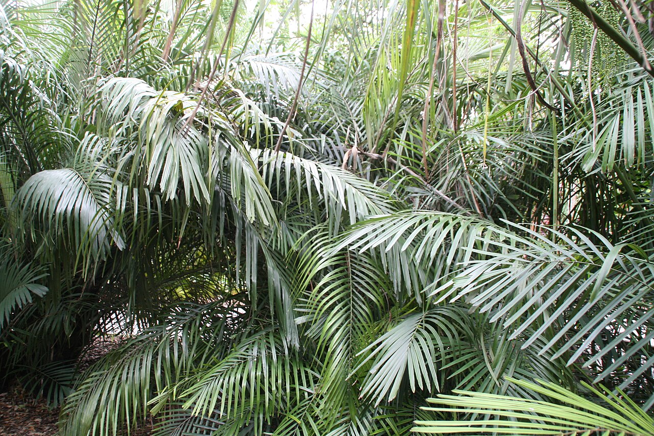 Philippine dwarf sugar palm: Location taken: Fairchild Tropical Botanic Garden, Miami, FL USA. Names: Arenga tremula (Blanco) Becc., Fei Lü Bin Guang Lang, Philippine Dwarf Sugar Palm, Phil