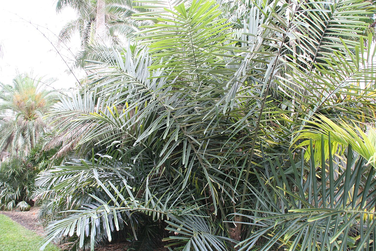 Philippine dwarf sugar palm: Location taken: Fairchild Tropical Botanic Garden, Miami, FL USA. Names: Arenga tremula (Blanco) Becc., Fei Lü Bin Guang Lang, Philippine Dwarf Sugar Palm, Phil