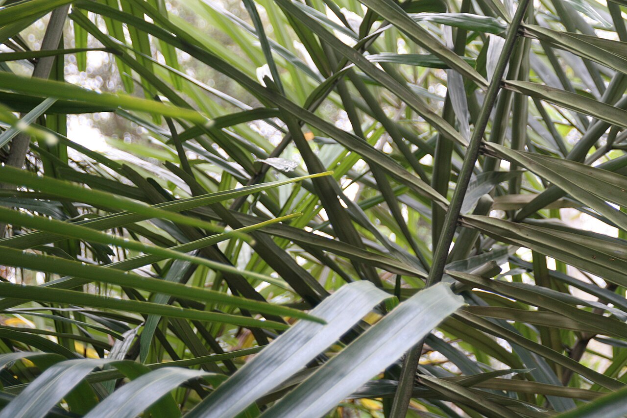 Philippine dwarf sugar palm: Location taken: Fairchild Tropical Botanic Garden, Miami, FL USA. Names: Arenga tremula (Blanco) Becc., Fei Lü Bin Guang Lang, Philippine Dwarf Sugar Palm, Phil