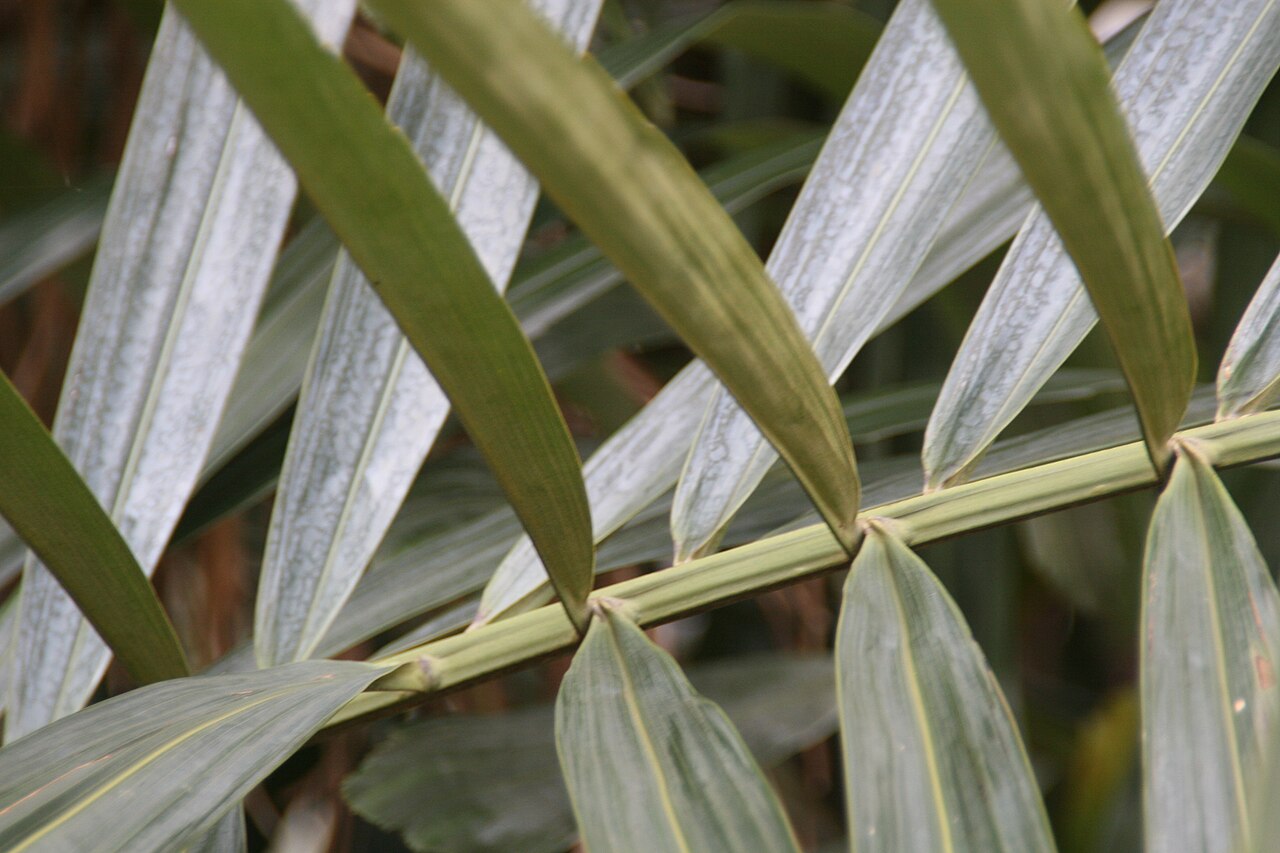 Philippine dwarf sugar palm: Location taken: Fairchild Tropical Botanic Garden, Miami, FL USA. Names: Arenga tremula (Blanco) Becc., Fei Lü Bin Guang Lang, Philippine Dwarf Sugar Palm, Phil