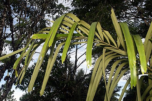 Philippine dwarf sugar palm: Location taken: Wilson Botanical Garden, Las Cruces Biological Station, Costa Rica. Names: Arenga tremula (Blanco) Becc., Fei Lü Bin Guang Lang, Philippine Dwar