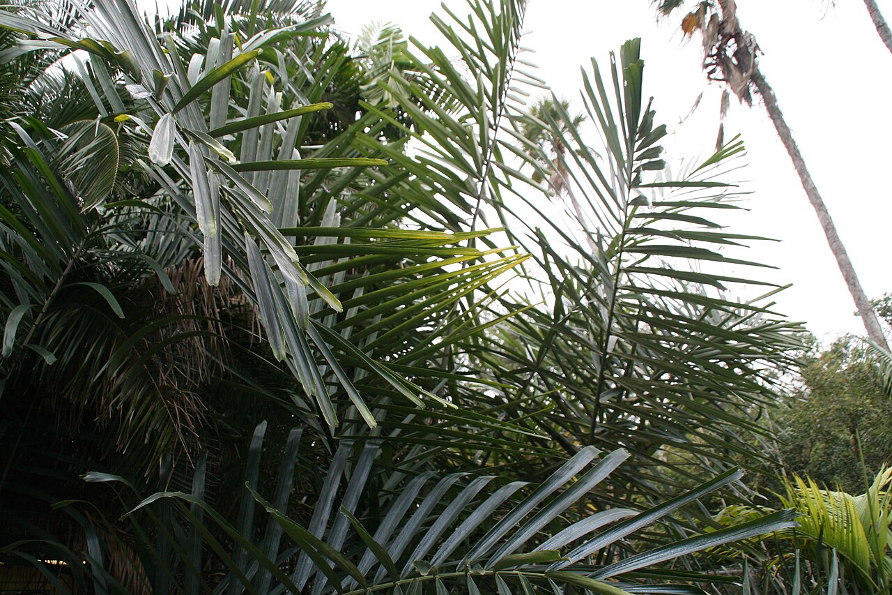 Philippine dwarf sugar palm: Location taken: Fairchild Tropical Botanic Garden, Miami, FL USA. Names: Arenga tremula (Blanco) Becc., Fei Lü Bin Guang Lang, Philippine Dwarf Sugar Palm, Phil