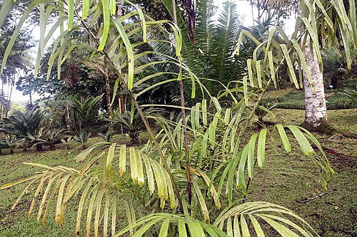 Philippine dwarf sugar palm: Location taken: Wilson Botanical Garden, Las Cruces Biological Station, Costa Rica. Names: Arenga tremula (Blanco) Becc., Fei Lü Bin Guang Lang, Philippine Dwar
