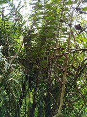 Arenga undulatifolia (Arenga undulatifolia)