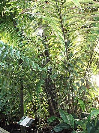 Arenga undulatifolia: Arenga undulatifolia - syn: Arenga ambong leaves and fruits in Kew Gardens.