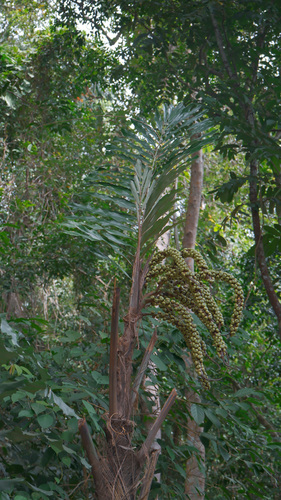Arenga undulatifolia (Arenga undulatifolia)