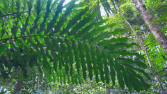 Arenga undulatifolia (Arenga undulatifolia)