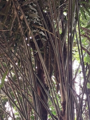 Arenga undulatifolia (Arenga undulatifolia)