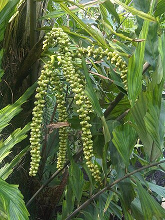 Arenga undulatifolia: Arenga undulatifolia - syn: Arenga ambong fruits in Kew Gardens, England.