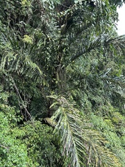 Arenga undulatifolia (Arenga undulatifolia)