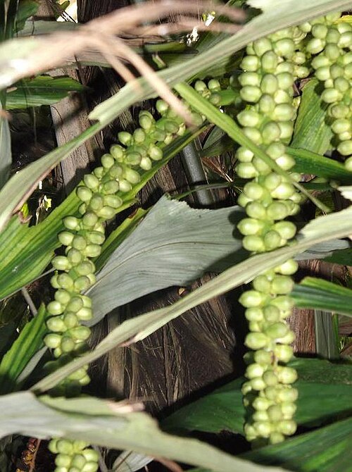Arenga undulatifolia: Arenga undulatifolia - syn: Arenga ambong fruits in Kew Gardens.