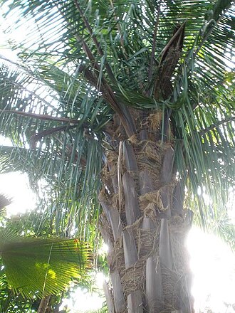 Arenga undulatifolia: Arenga undulatifolia - syn: Arenga ambong in Kew Gardens, England.