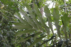 Arenga undulatifolia (Arenga undulatifolia)