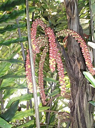 Arenga undulatifolia: Arenga undulatifolia - syn: Arenga ambong fruits in Kew Gardens.