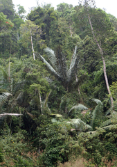 Arenga westerhoutii (Arenga westerhoutii)