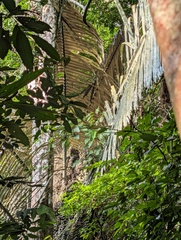 Arenga westerhoutii (Arenga westerhoutii)