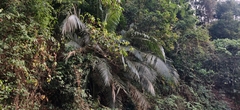 Wight’s sago palm (Arenga wightii)